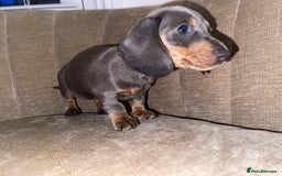 Miniature Dachshund dogs for sale: Beautiful Mini Dachshunds looking for their homes! - Image 9
