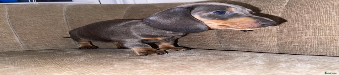Miniature Dachshund Puppy 3
