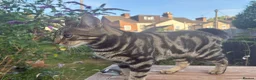 British Shorthair cats for sale: Male Tabby Cross - Advert 1