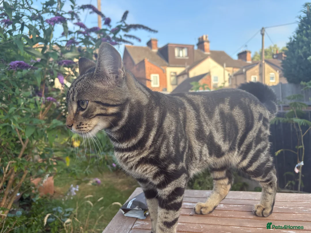 British Shorthair cats for sale: Male Tabby Cross - Advert 1