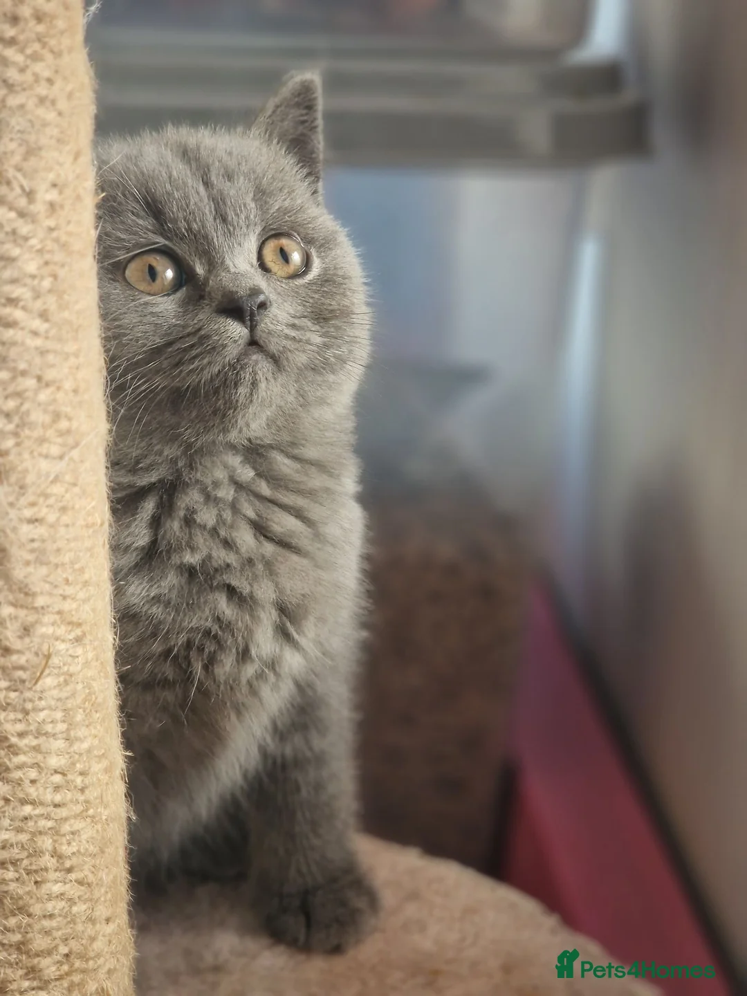 British Shorthair cats for sale: Beautiful British shorthair girl ready  - Advert 2
