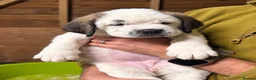 Mixed Breed dogs for sale: 🐾Cane Corso × St Bernard Puppies 🐾 4 GIRLS LEFT - Advert 3