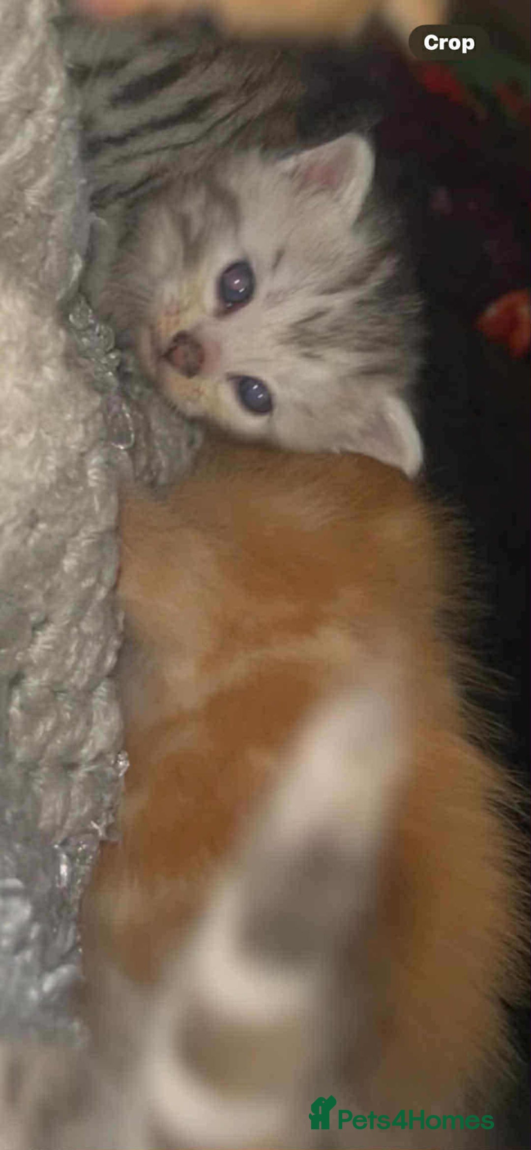 Mixed Breed cats for sale: Beautiful bengal cross kittens - Advert 4