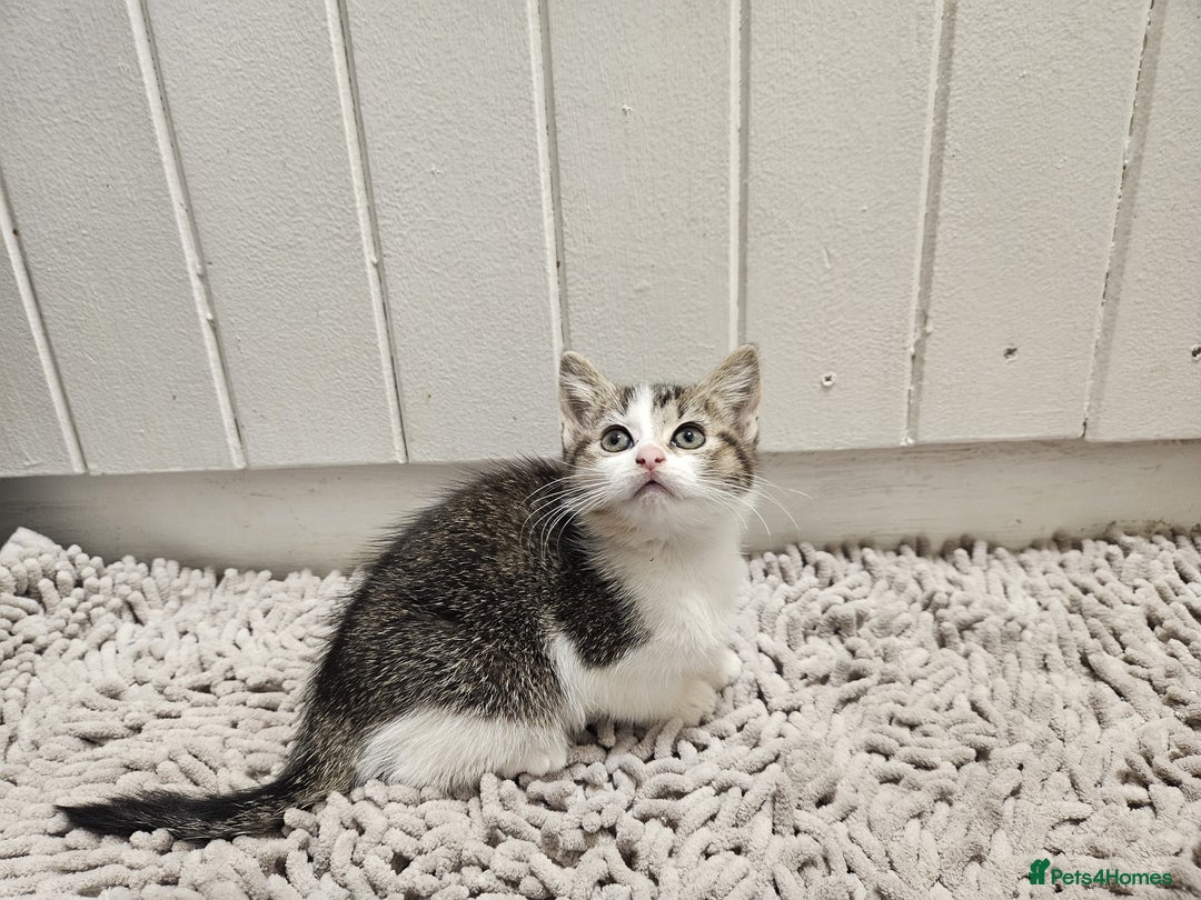 Mixed Breed cats for sale: Ragdoll x kittens - Advert 6