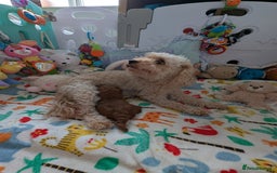 Cavapoo dogs for sale: F1B Deep Fox Red High Quality DNA Clear Puppy  - Image 7