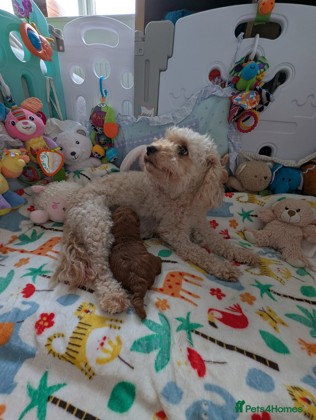 Cavapoo dogs for sale: F1B Deep Fox Red High Quality DNA Clear Puppy  - Image 7