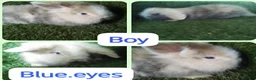 Lionhead rabbits for sale: Mini double fluffy lionhead baby rabbits - Advert 8