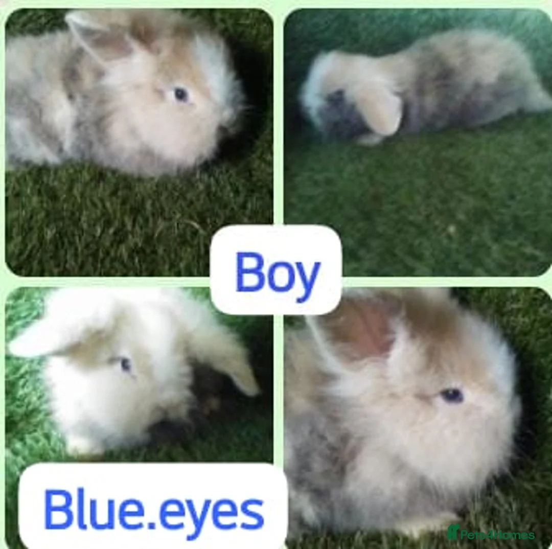 Lionhead rabbits for sale: Mini double fluffy lionhead baby rabbits - Advert 8
