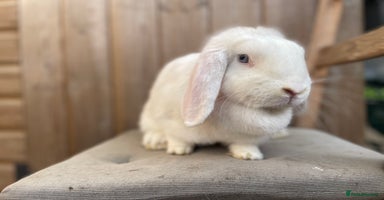 Mini Lop rabbits - Advert 12