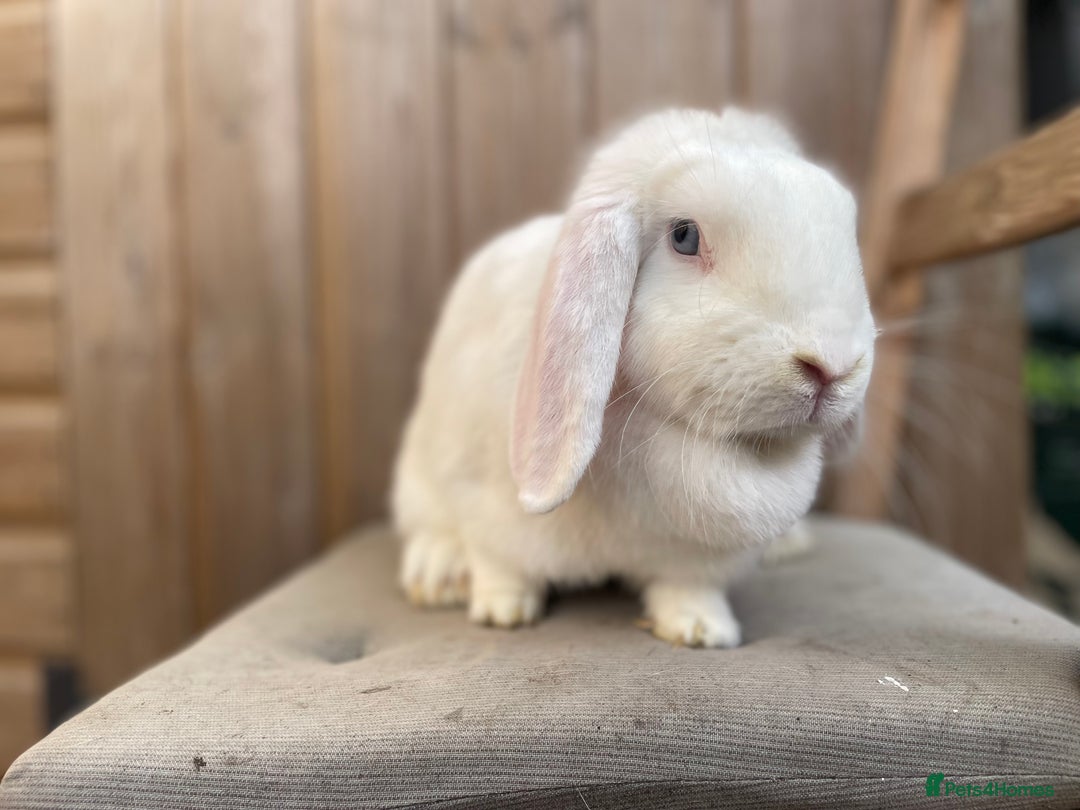 Mini Lop rabbits for sale: Mini Lop Does looking for their forever homes - Image 3