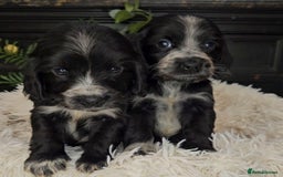 Cocker Spaniel dogs for sale: Exceptional Pedigree Show Type English Cockers  - Image 12