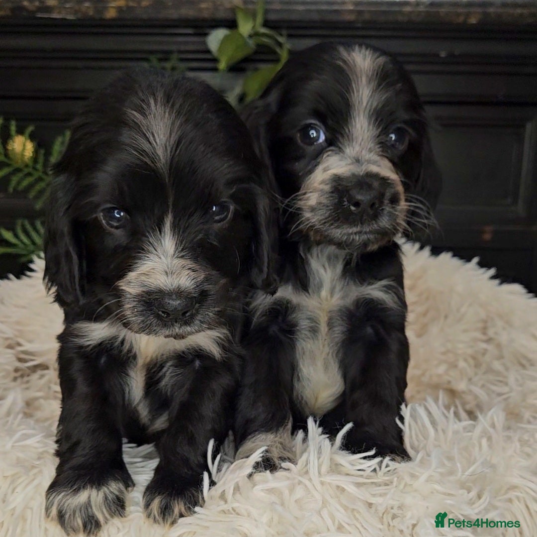 Cocker Spaniel dogs for sale: Exceptional Pedigree Show Type English Cockers  - Image 12
