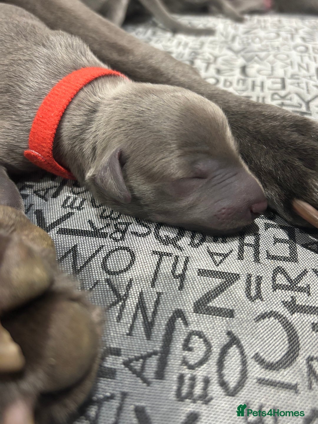 Whippet dogs for sale: Full blue pedigree KC reg whippet puppies - Advert 7