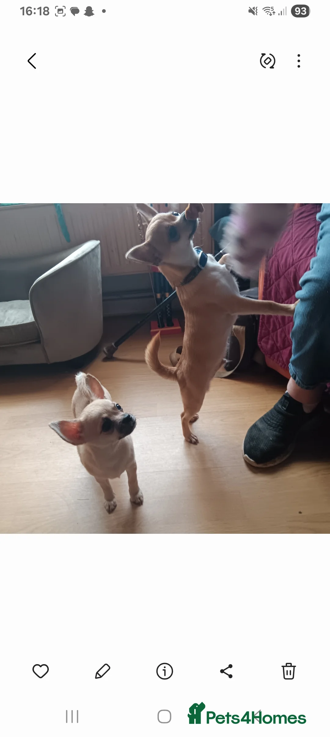 Chihuahua dogs for sale: Gorgeous smooth coat chihuahua's for sale - Advert 3