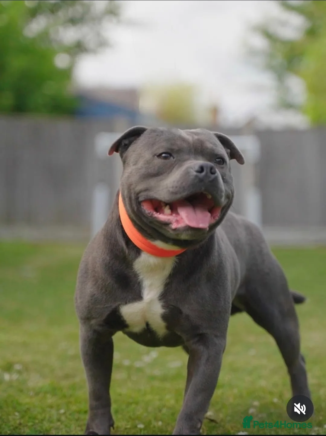Staffordshire Bull Terrier dogs for sale: Blue Staffordshire Bull Terrier puppies  - Advert 3