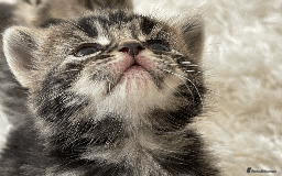 Mixed Breed cats for sale: 4Adorable Longhair Kittens-ready late Sep - Image 5