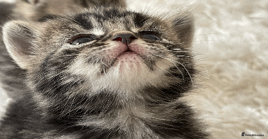 Mixed Breed cats - Advert 6