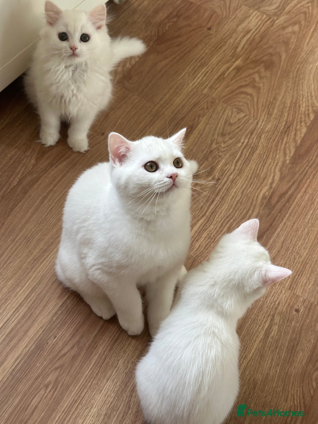 British Shorthair cats for sale: Gorgeous British Longhair & Shorthair Kittens - Image 40