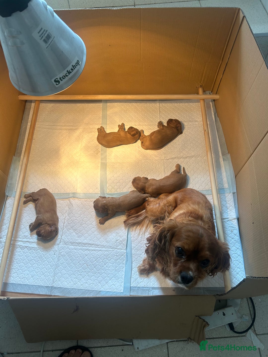 Cavalier King Charles Spaniel dogs for sale: Ruby red Cavalier King Charles - Image 6