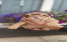 English Bulldog dogs for sale: English bull dogs  - Image 6