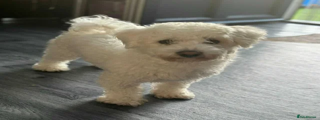 Enzo