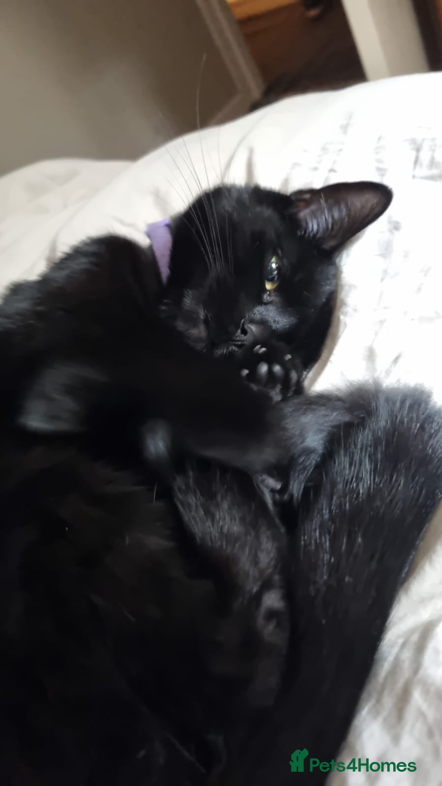 Mixed Breed cats Black bengal mix female - Advert 4