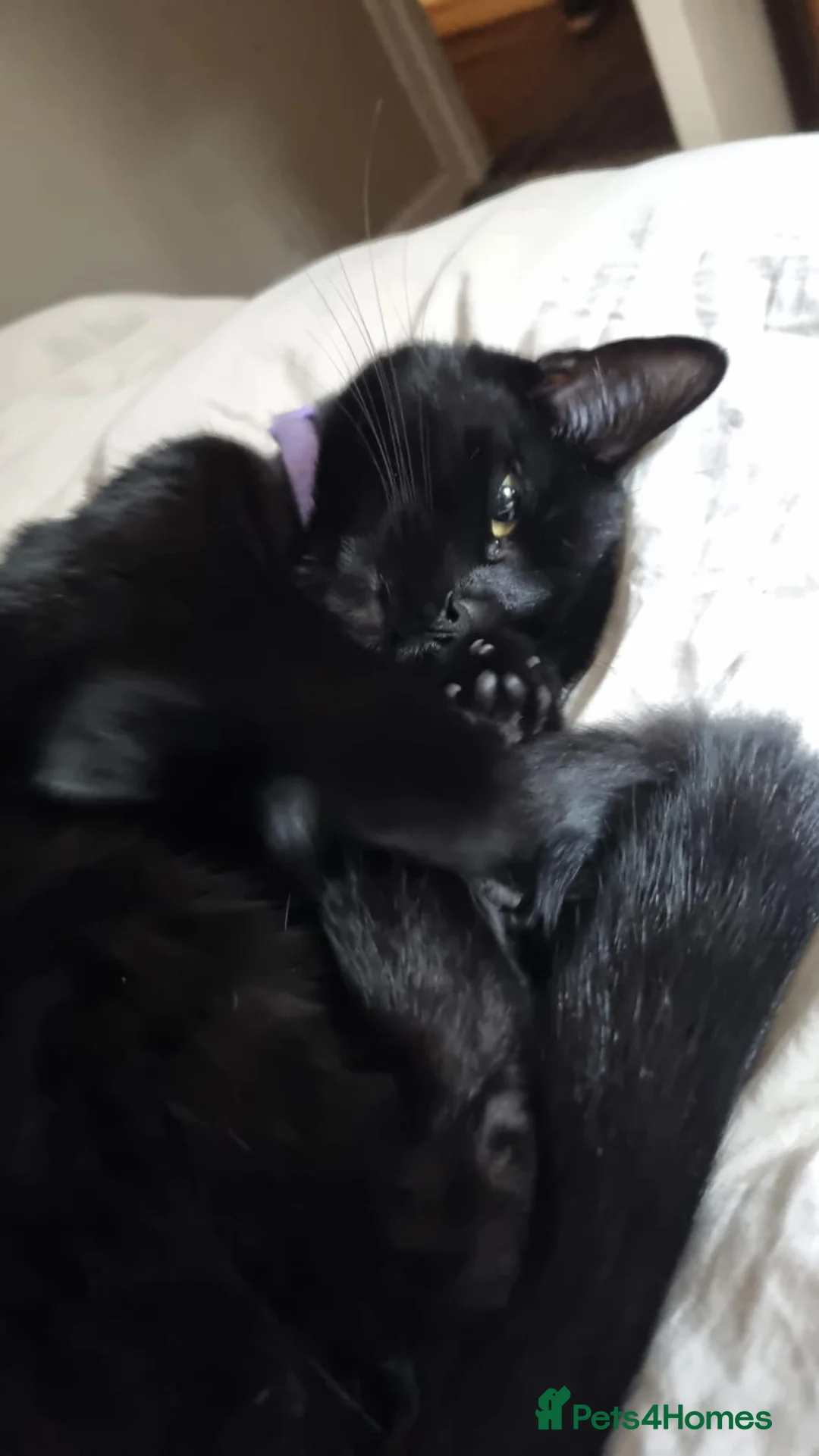 Mixed Breed cats for sale: Black bengal mix female - Advert 1