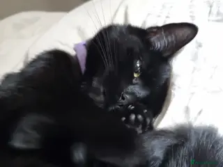 Mixed Breed cats Black bengal mix female - Advert 1