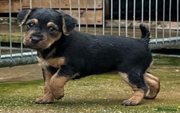 Mixed Breed dogs for sale: Lakeland x Russell puppies - Image 8