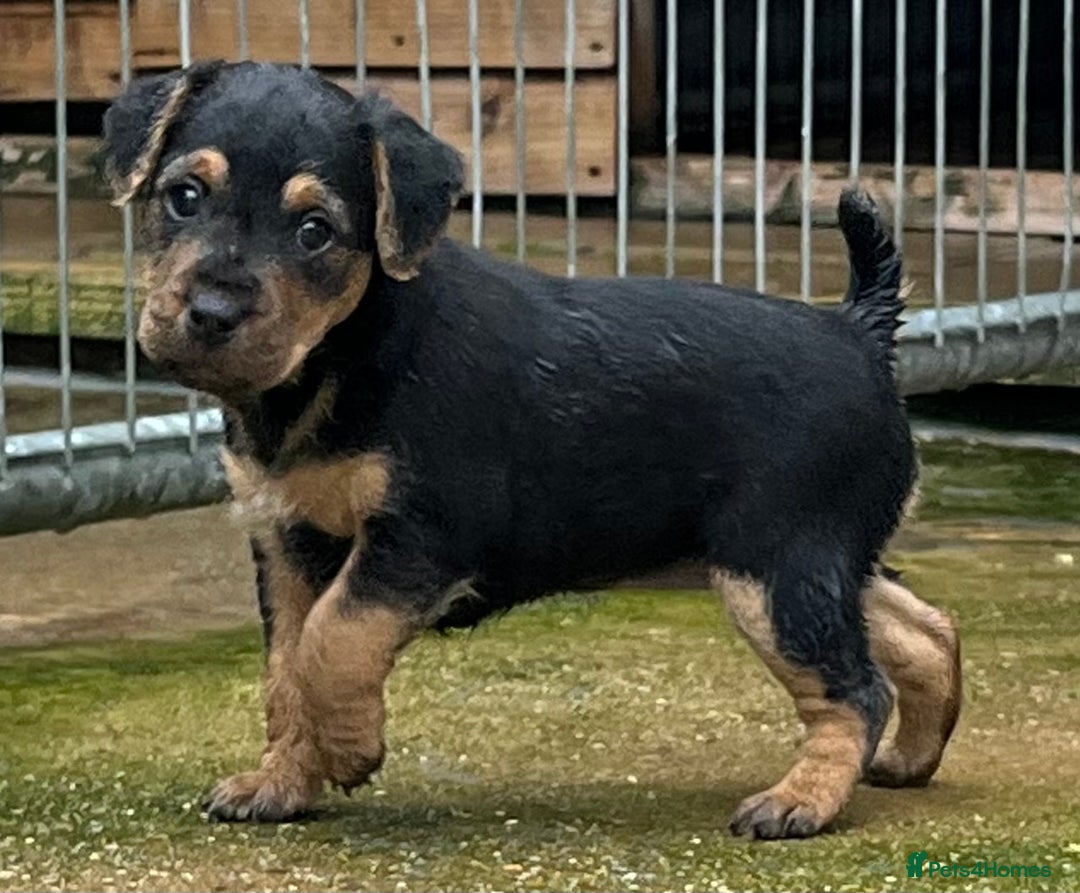 Mixed Breed dogs for sale: Lakeland x Russell puppies - Image 8