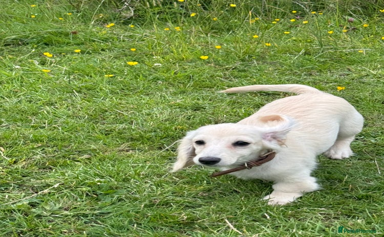 Miniature Dachshund dogs - Advert 14