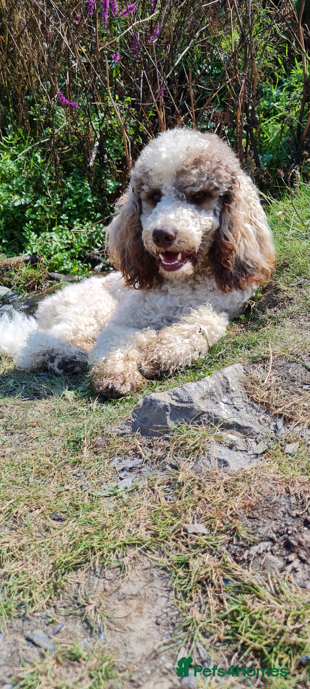 Goldendoodle dogs for stud: FULLY HEALTH TESTED! MOYEN POODLE STUD! in Kettering - Image 12