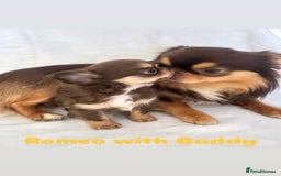 Chihuahua dogs for sale: Gorgeous chocolate Russian lines boy - Image 13