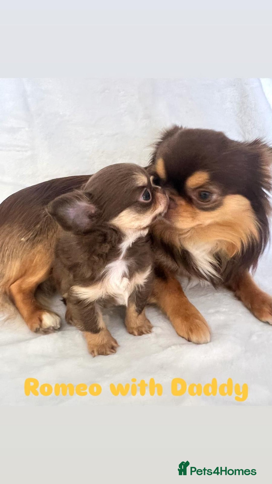 Chihuahua dogs for sale: Gorgeous chocolate Russian lines boy - Image 13