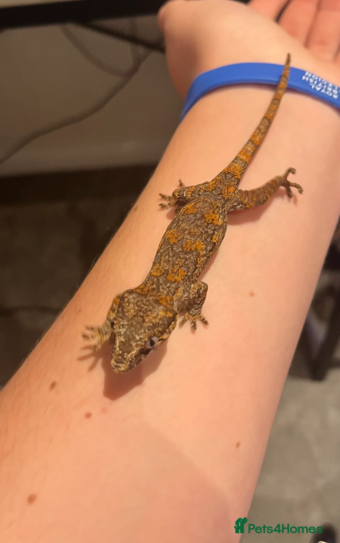 Gecko reptiles for sale: Red blotch gargoyle gecko  - Advert 2