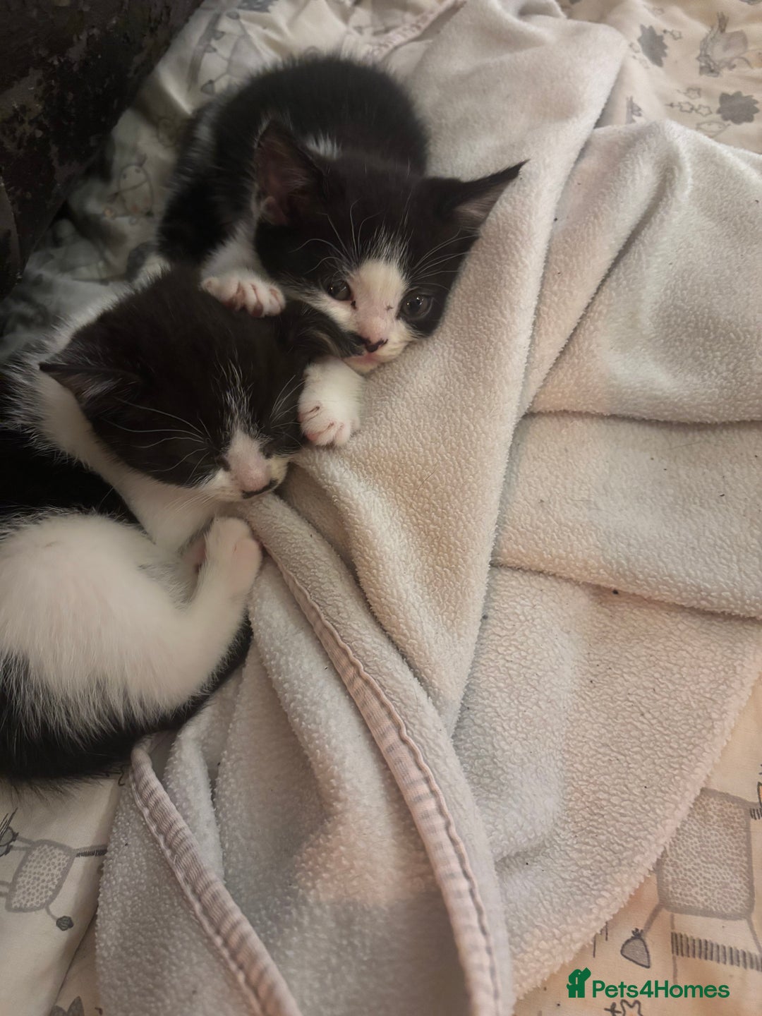 Mixed Breed cats for sale: READY for new home! 🐈‍⬛  - Advert 20