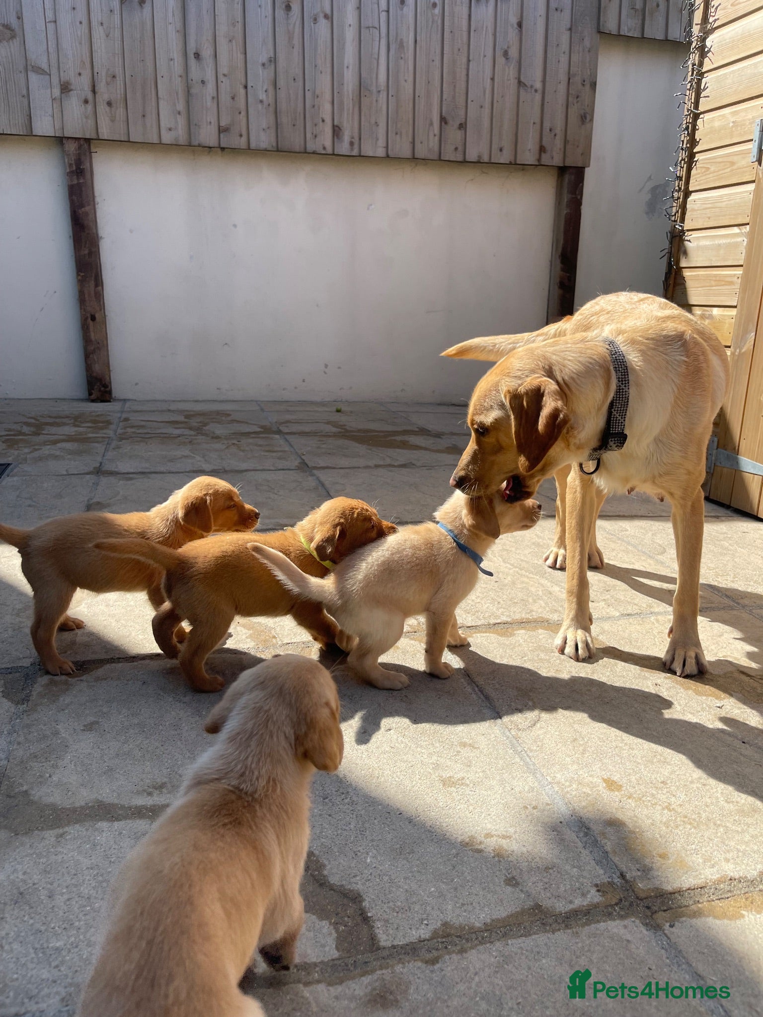 Labrador Retriever dogs Labrador puppies - Advert 4