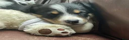Border Collie dogs for sale: Border Collie Pups - Advert 5