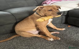 Mixed Breed dogs for sale: 6month old staffy - Advert 4
