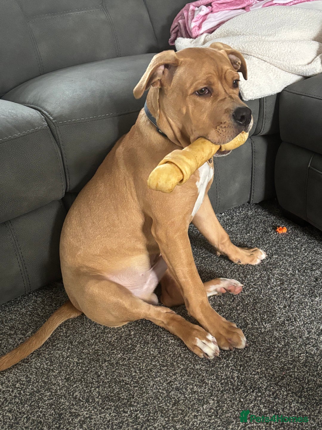 Mixed Breed dogs for sale: 6month old staffy - Advert 4