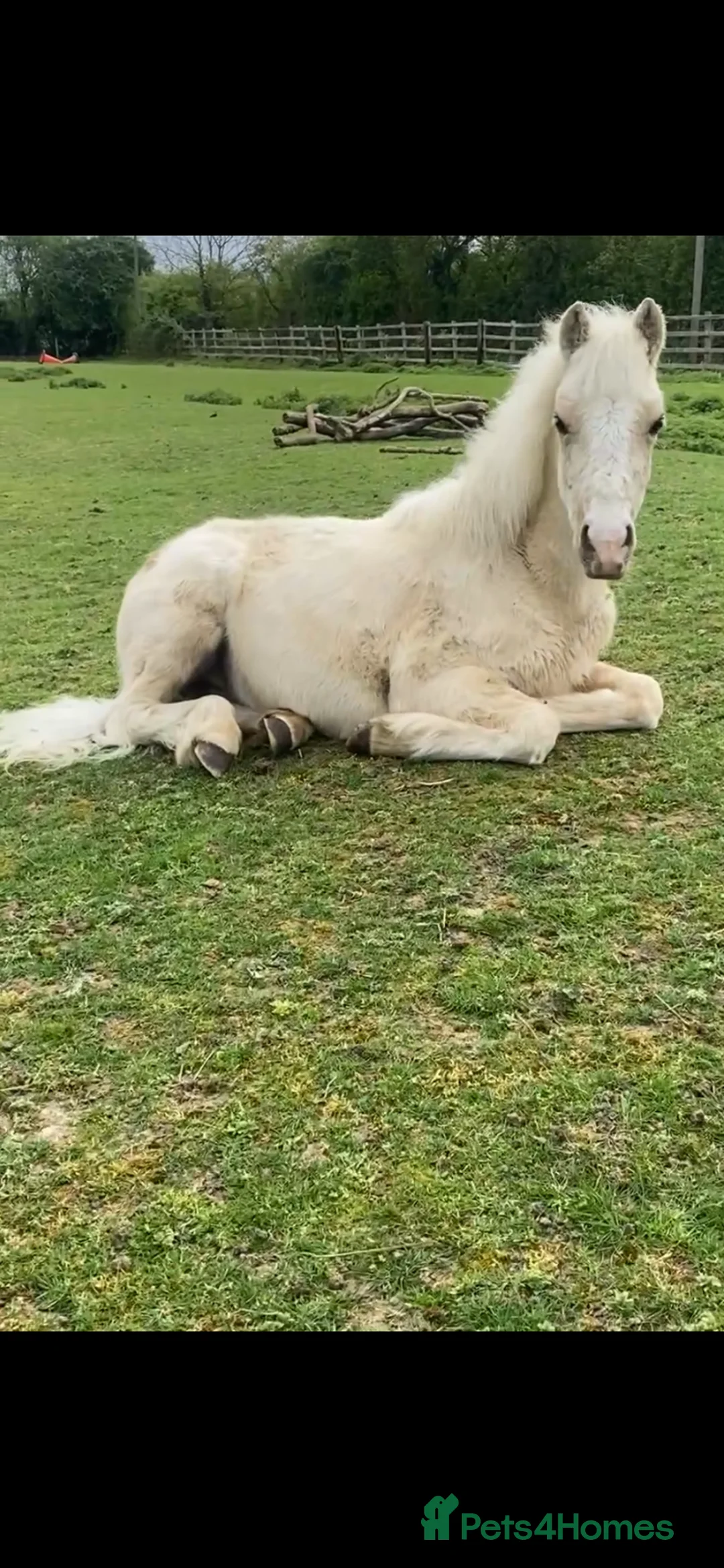 Welsh Section C horses for sale: Reg Welsh sec c palomino yearling colt in Huntingdon - Advert 1
