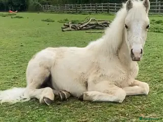 Welsh Section C horses Reg Welsh sec c palomino yearling colt - Advert 1