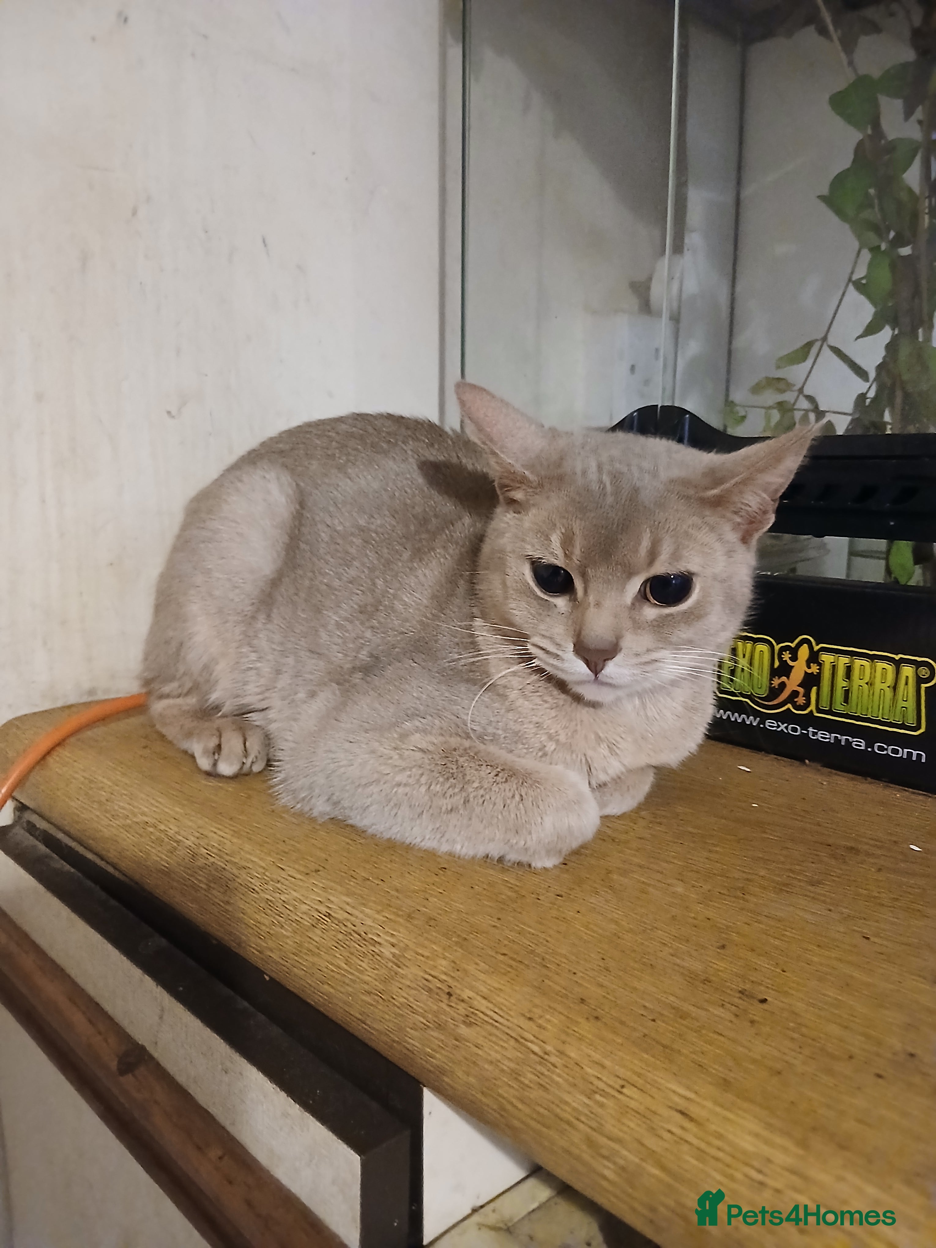 Abyssinian cats Comet and Isla - Advert 7