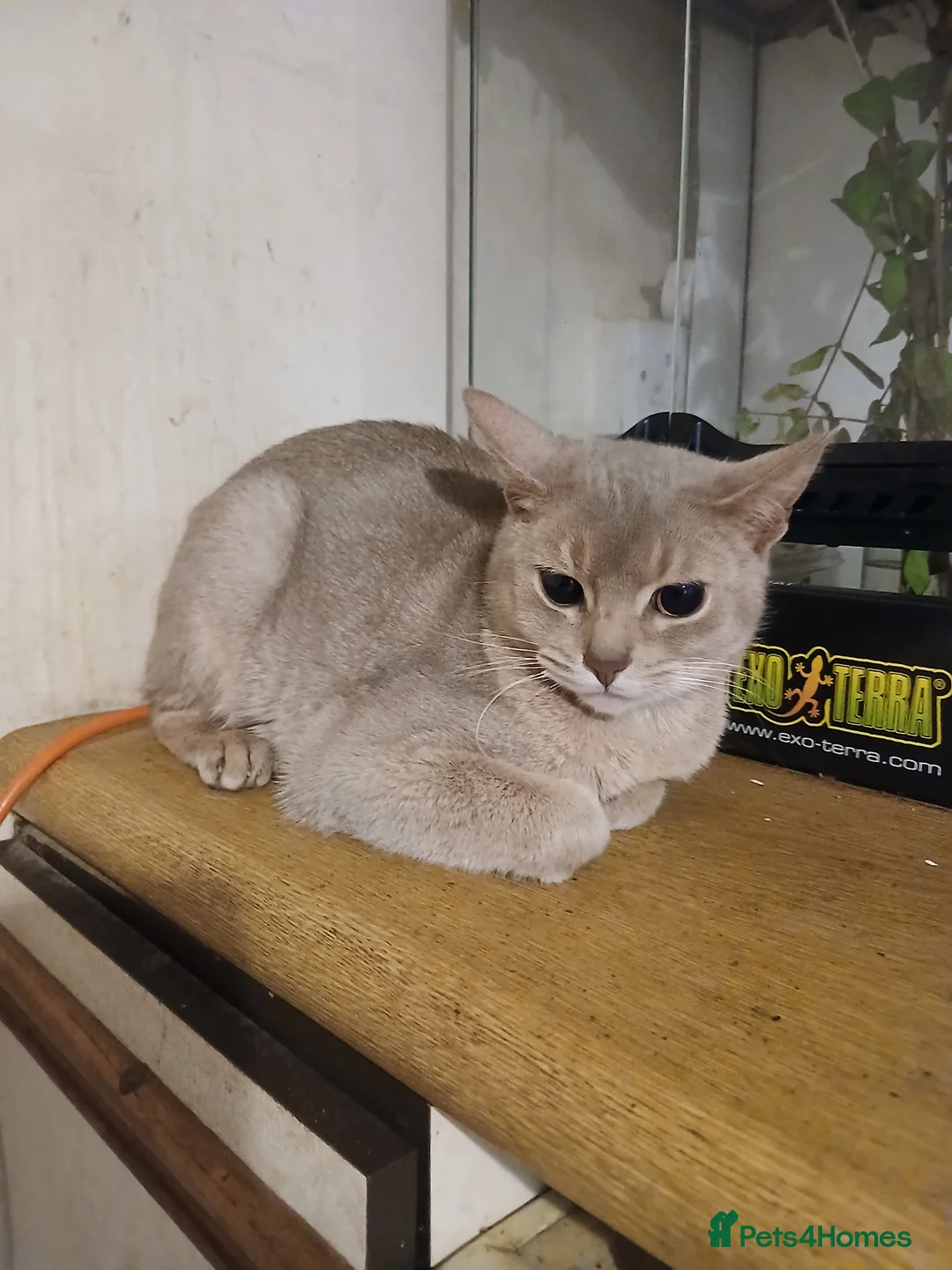 Abyssinian cats for sale: Comet and Isla - Advert 1