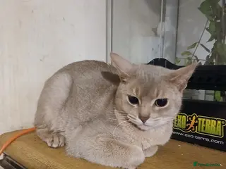 Abyssinian cats Comet and Isla - Advert 7