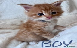Maine Coon cats for sale: Maine coon kitten  - Image 19