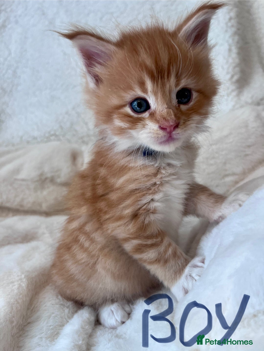 Maine Coon cats for sale: Maine coon kitten  - Image 19