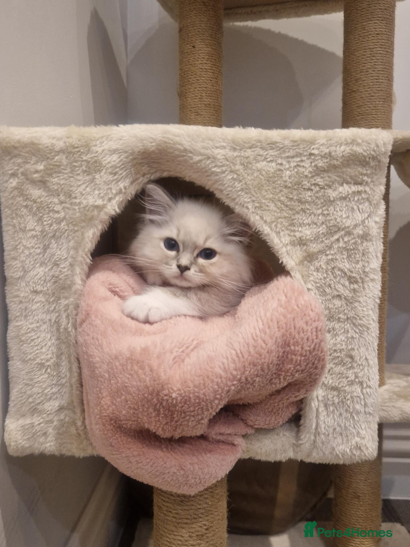 Ragdoll cats 7 Ragdoll Kittens for Sale - Advert 1