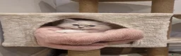 Ragdoll cats for sale: 7 Ragdoll Kittens for Sale - Advert 1