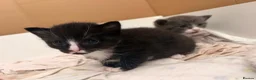 Mixed Breed cats for sale: 3 beautiful black and white tabby kittens for sale - Advert 13